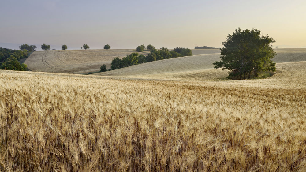 La CGT-INRAE milite contre le brevetage des plantes éditées prôné par Bruxelles